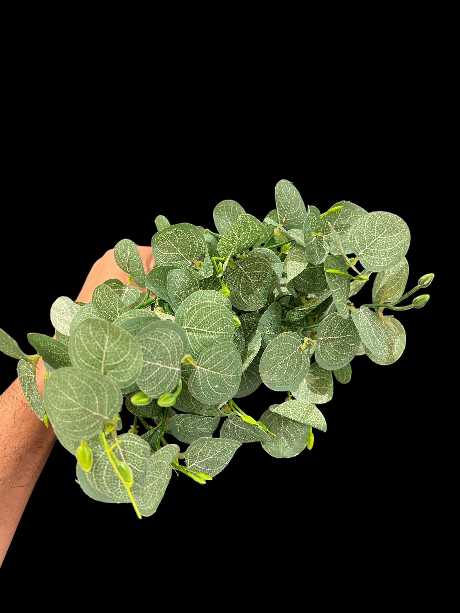 Oregano