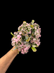 Gypsophila